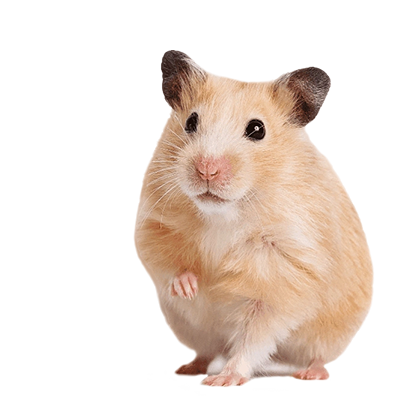 hamster